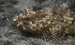jonge donderpad